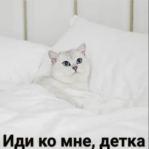 кот, котик, кошечка, белая кошка, кот открытка