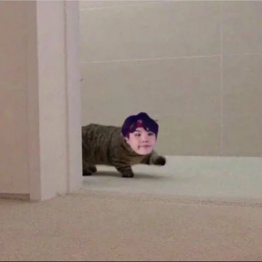 yunji cat, rongji kugelsichere jugendliga, yoongi bts, die bangtan boys, ming yong yili meow