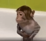 givin, imagina, the monkey is washed, cool monkeys, the monkey bathes the bathroom