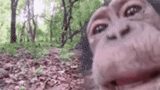 scimpanzé, bambino, una scimmia, i selfie della scimmia, la scimmia ha trovato una macchina fotografica