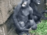 gorilla, scimmie, gli animali, scimpanzé bonobo, accoppiamento degli scimpanzé bonobo