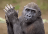 gorilla, ospop monkey, the monkey waves, gorilla is funny, gorilla monkey