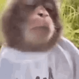 lapul, humano, un mono, recuerda el mono, monos divertidos