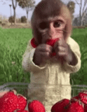 the animals are cute, the monkey is funny, the animals are funny, funny animals, the monkey eats strawberries