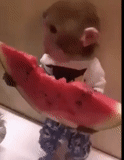 a toy, the watermelon swallowed, monkey watermelon, monkey eats watermelon, the monkey eats watermelon