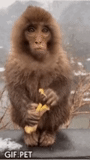 gorro de cocinero, ladrón de monos, mono makaku, un mono mordido, mono pavio babuin