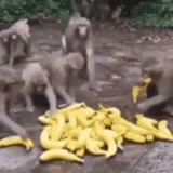 un mono, plátano de mono, el mono come un plátano, monos agarran plátanos