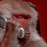 madlipz russo, telefono scimmia, stoopid buddy studios, la scimmia parla al telefono, la scimmia sta parlando al telefono