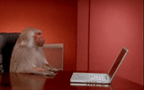 gatto, umorismo, una scimmia, scimmia dietro un laptop, scimmia dietro la tastiera