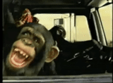 кадр фильма, смех обезьяны, обезьяна за рулем, обезьянка за рулем, politically incorrect
