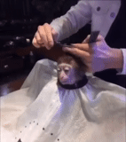 vidéo, couper les cheveux, le singe est coupé, un coiffeur coupe un singe, le singe est coupé par le coiffeur