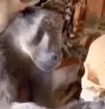 un mono, cráneo de mono, video clip monkeys, el mono está mirando el cráneo, mono mirando el meme del cráneo