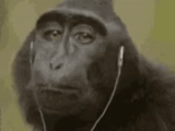the male, monkey muzzle, gif monkey, the monkey is funny, the gifs are cool
