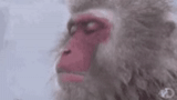 toque, humano, um macaco, macaco selvagem, macacos de neve
