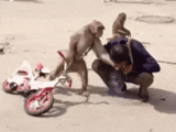 monkey gopnik, homemade monkeys, male solidarity, monkeys attack people, monkeys kick a person