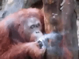 muncul, orangan, monyet gif, orangutan monyet, kebun binatang sumatransky orangutan moskow