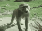 una scimmia, monkey gif, le gif sono fantastiche, scimmia scimmia