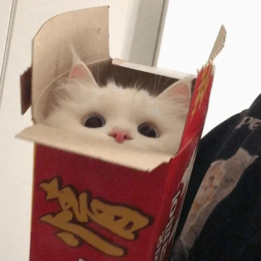 gatto, le foche, gatto carino, un bel sigillo, carino gattino in scatola