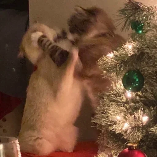cat christmas tree, cat christmas tree, obermott cat, new year's cat, the cat struggles with the christmas tree