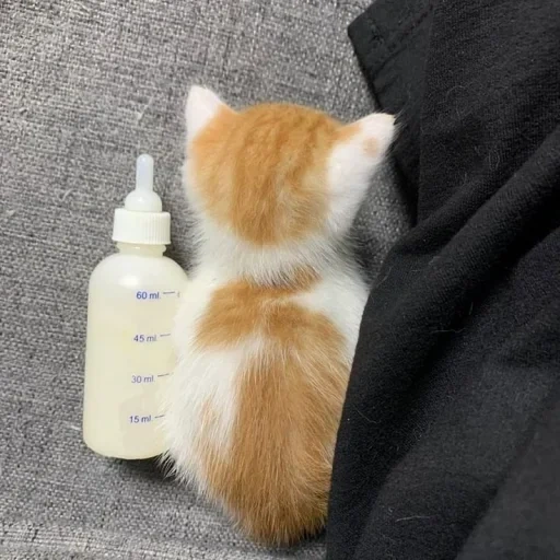 kucing, kucing, seal, botol bayi kucing, hewan peliharaan
