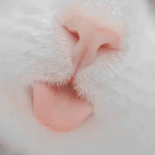 gatto, naso di gatto, labbra di gatto, labbra di gatto, naso di gatto