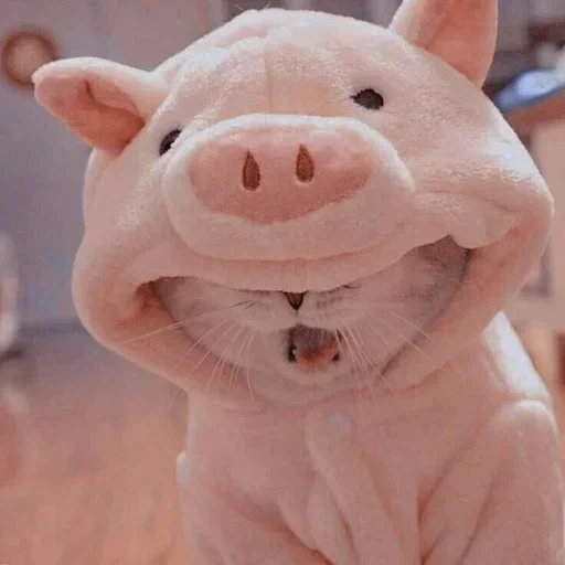 snout, mi sueño, instagram, animali carini, animale allegro