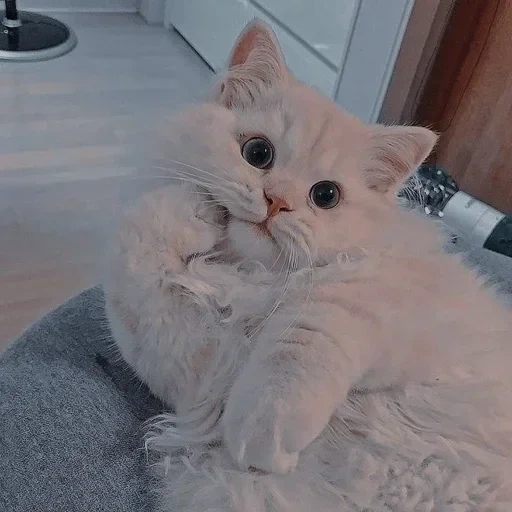 gato de tierra, gato lindo, lindo sello, gatito peludo, gatito encantador