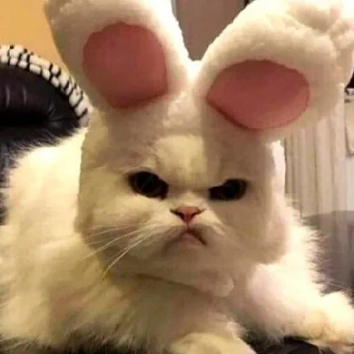 cat, evil boy, evil rabbit, animals are cute, a disgruntled cat