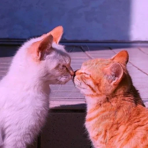 gatto, i gatti, le foche, un bel sigillo, gattini affascinanti