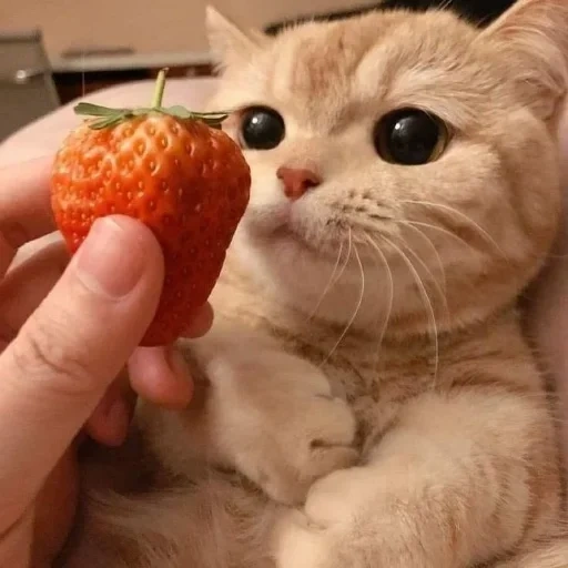 chat, fraises de chat, chat omnomon, chats mignons, une fraise chaton