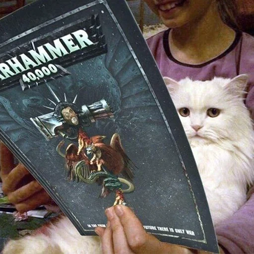 кошка, книга, читающий кот, кот читает книгу, кот читает книгу мем