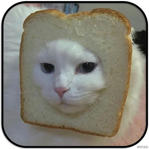 kucing, roti kucing, kucing roti, kucing baik, kucing lucu itu lucu
