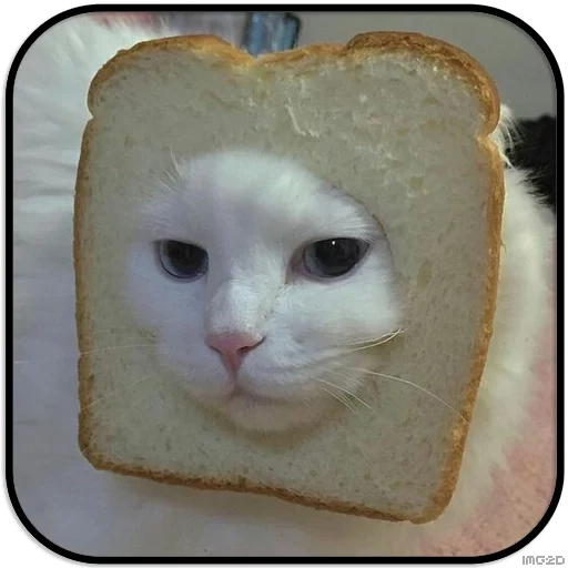 gato, pan de gato, gato de pan, buen gato, lindo gato es divertido