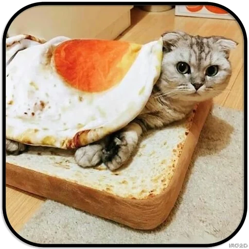 gatto, gatti divertenti, sandwich di gatto, sandwich di gatto, meme sandwich di gatto