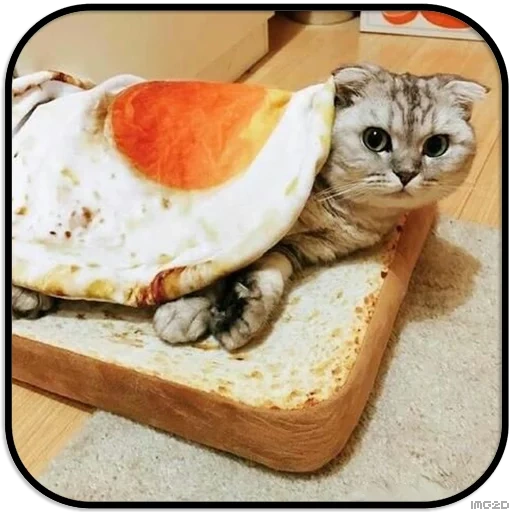 gato, gato divertido, sandwiches de gato, sandwiches de gato, modalidades de sándwich de gato