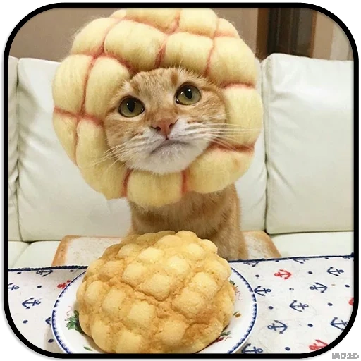 namka cat, cat bun, the cats are funny, catcals of food costumes, cute cats are funny