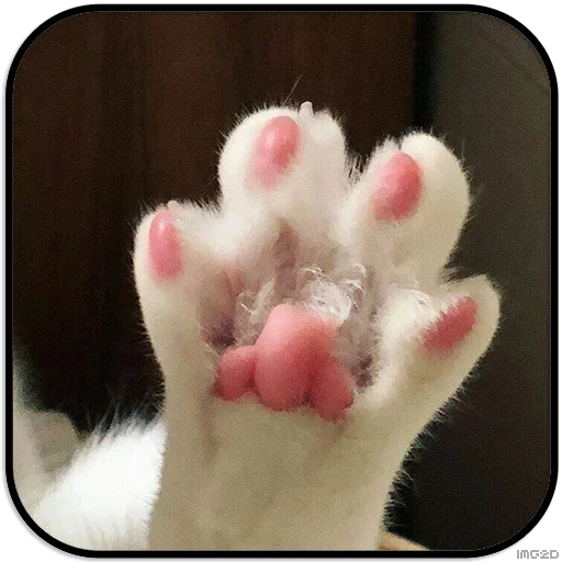cat, kotik's foot, cat foot, the animals are cute, funny animals