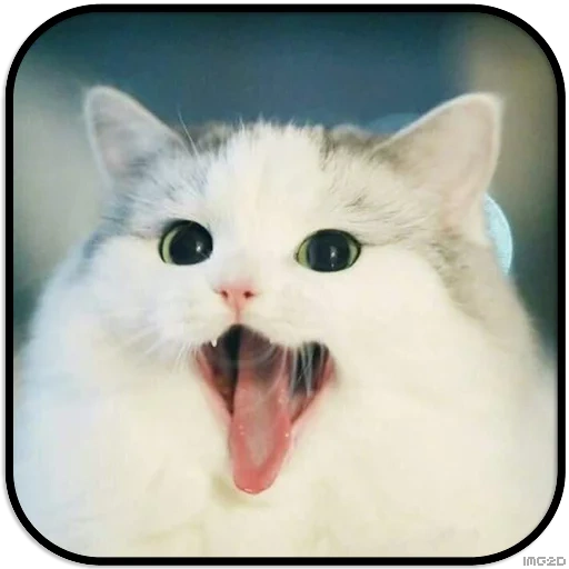 gato, selo, gato hehe, cachorro oh ah ah ah ah ah, gatos fofos são engraçados