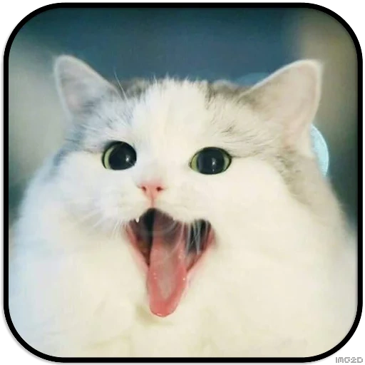 gato, focas, wo wo wo gato, perro de mar ah ah ah ah ah ah ah ah ah ah ah ah ah ah ah ah ah ah ah ah, lindo gato es divertido