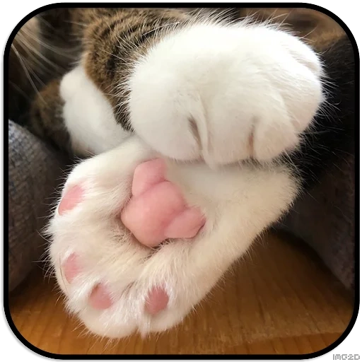 kota's paw, kotik's foot, cat's paws, paws of paws, soft cat paws