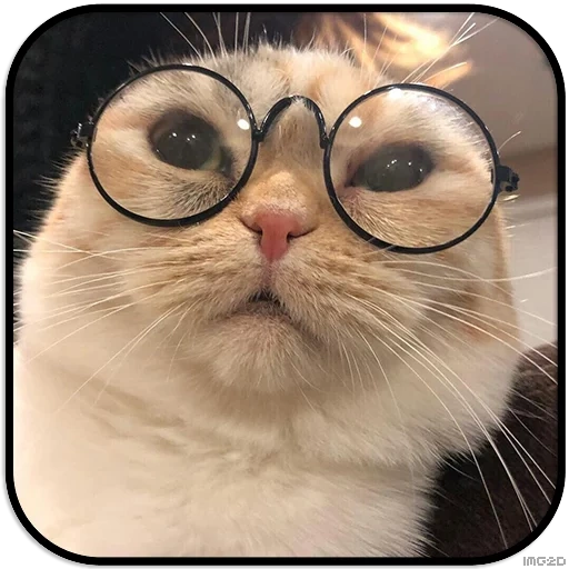 hp cat, cat memes, the cat is a scientist meme, cool cats