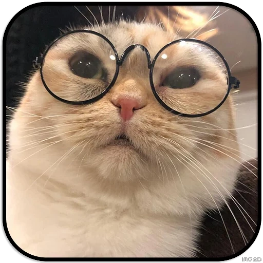 hp katze, katzenmeme, die katze ist ein wissenschaftlermeme, coole katzen