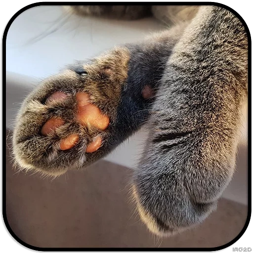 animali, claws di gatti, piede del gatto, gli animali sono carini, animali domestici