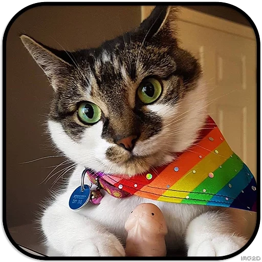 gatto, gatto, un gatto, gatti arcobaleno, rainbow cat