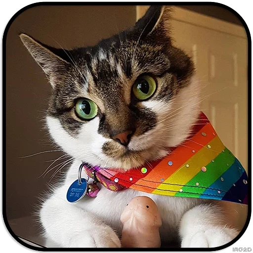 der kater, katze, eine katze, regenbogenkatzen, regenbogenkatze