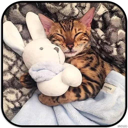кот, кошка, кошка бенгал, забавные животные, котик спит игрушкой