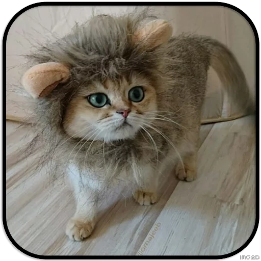 gatto, cat leo, un gatto è una parrucca, gatto divertente, gatti divertenti
