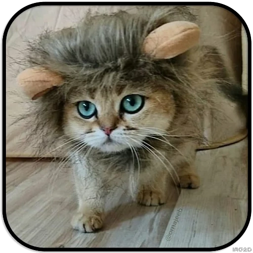 кот, кошка, кот лев, грива кота, кошка парике