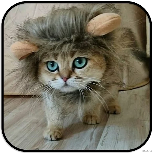 der kater, katze, katze leo, katzenmähne, eine katze ist eine perücke