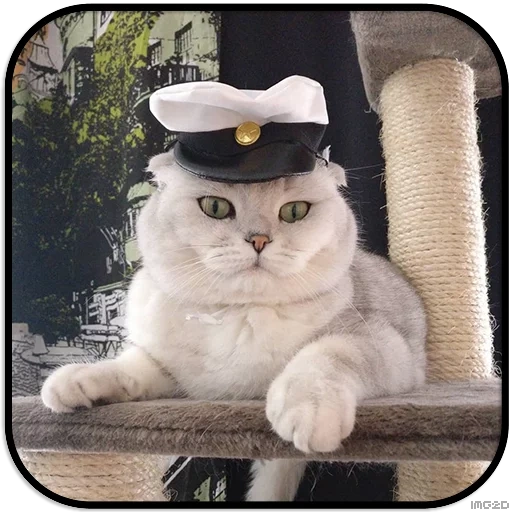 gatto, il comandante del gatto, comandante del gattino, ship cat, specialità cat